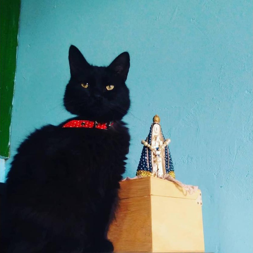 Refri, o gato preto da loja